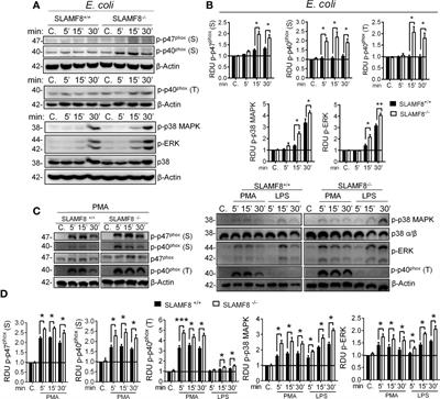 SLAMF8 Downregulates Mouse Macrophage Microbicidal Mechanisms via PI3K Pathways